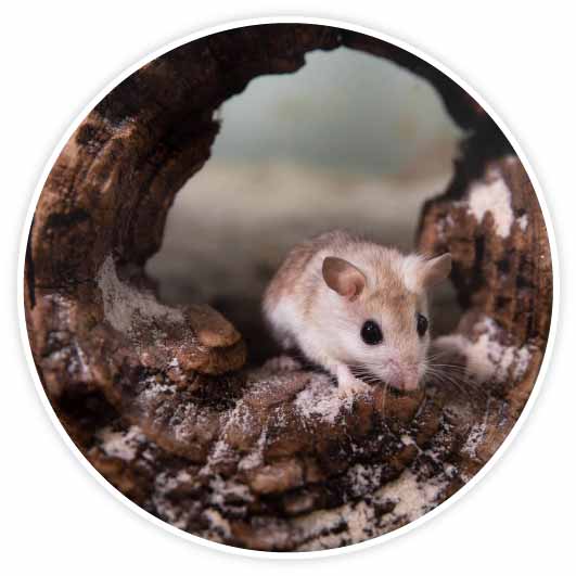 A cream and caramel colored Perdido Key Beach Mouse peeks down from a hollowed-out tree trunk, resting on its side.