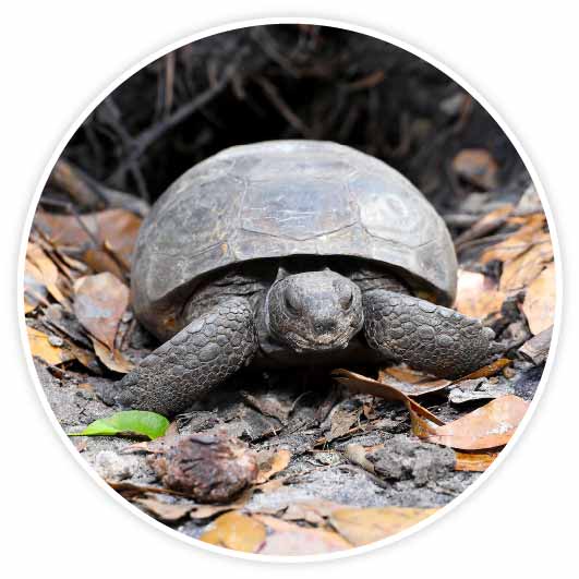 A Gopher Tortoise moves toward one green leaf amid a scattering of brown leaves. There must be an oak tree nearby.