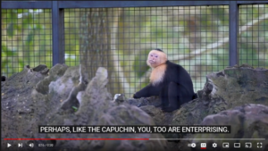 A capuchin hangs out in his habitat at the Santa Fe College Teaching Zoo. Squatting amid the limerock, its face appears to be both challenging you, and blowing you a kiss.