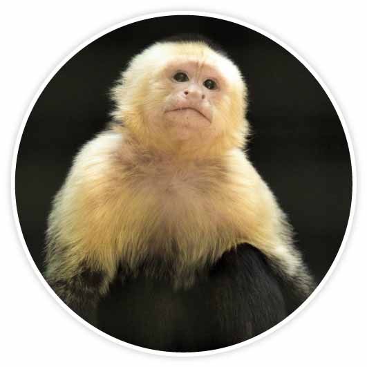 A Capuchin Monkey pauses for a moment. The sunlight shines on its bright gold fur as it gazes into the distance.