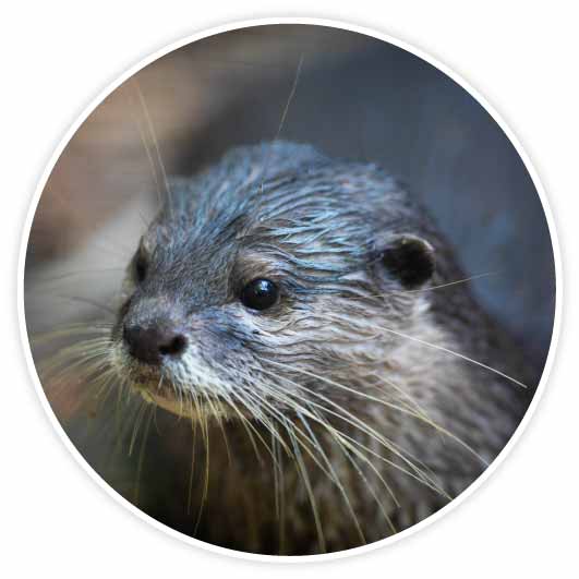 An Asian Small Clawed Otter, with whiskers radiating from its wet face.