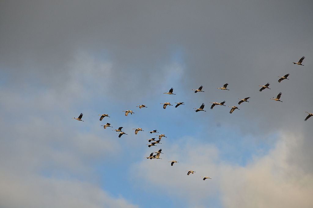 Sandhill cranes, flying in formation